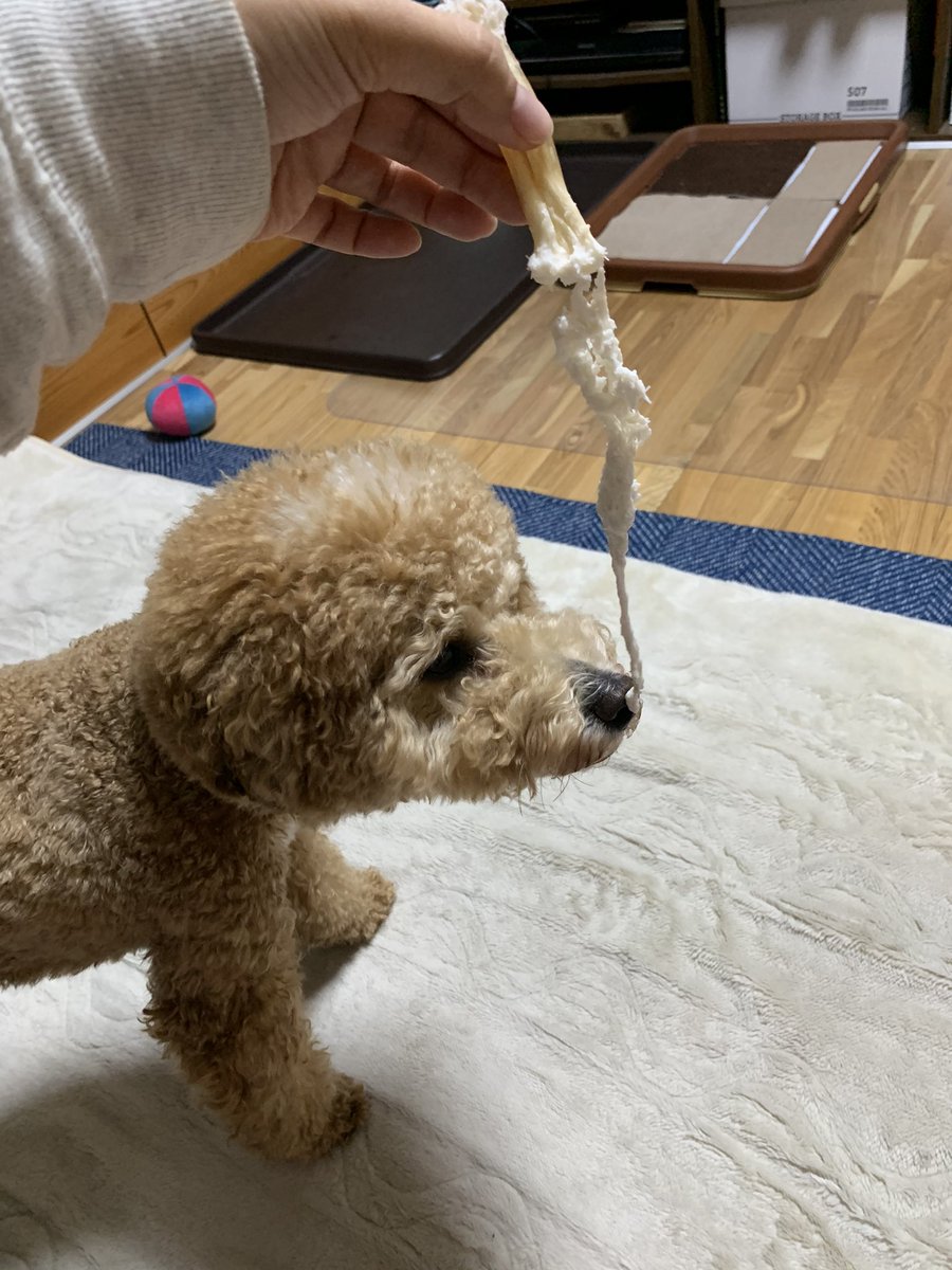 Chikuwa Bowwow 初めてアキレスとやらをあげまして 途中でちくわが カハッ というので急いで半分になったアキレス を取り上げたら口の中から切れないまま飲み込んでたのかニョロロ と出てきてびっくりこいた 良く考えたらアキレス腱て筋か アキレス Chikuwa Bowwow 初めてアキレスとやらをあげまして 途中でちくわが カハッ というので急いで半分になったアキレス を取り上げたら口の中から切れないまま飲み込んでたのかニョロロ と出てきてびっくりこいた 良く考えたらアキレス腱て筋か アキレス