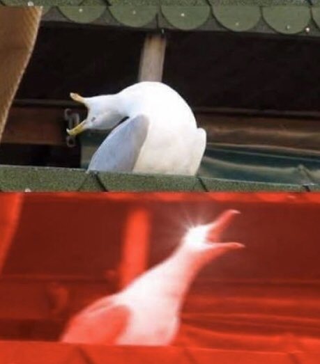 werxwolff's tweet image. Cuando estoy escribiendo un tweet y sin querer le doy para arriba y se convierte en un hilo