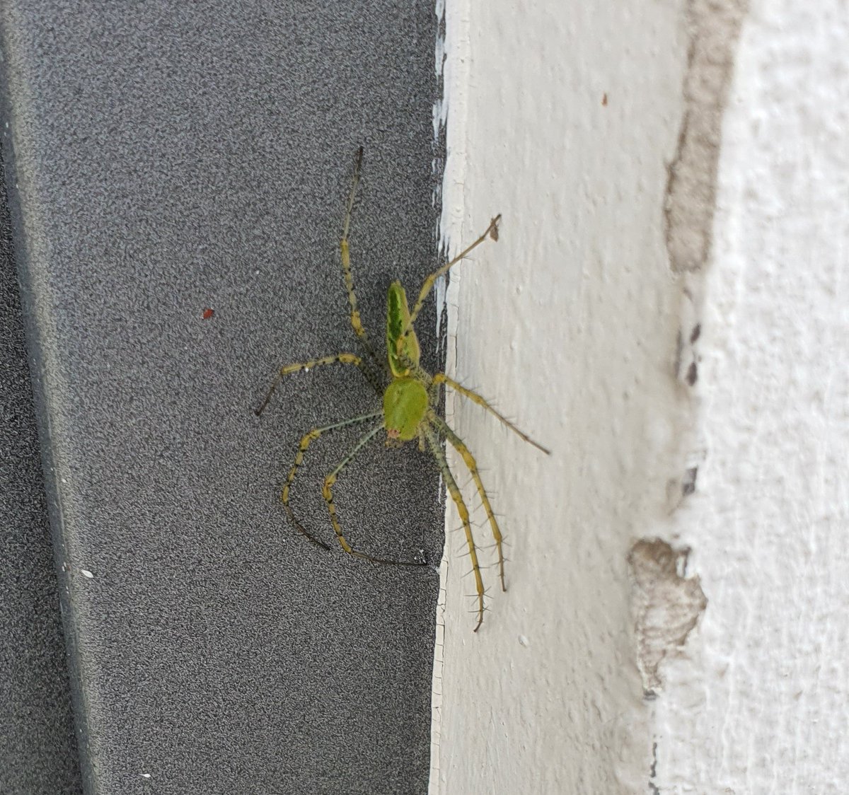 Marco O. (@m40b_13) on Twitter photo Hola <a href="/Arachno_Cosas/">Soy aracnólogo, pregúntame lo que quieras</a> ¿Debo quemar la casa? 😱 Saludos desde Puebla!!! Hola <a href="/Arachno_Cosas/">Soy aracnólogo, pregúntame lo que quieras</a> ¿Debo quemar la casa? 😱 Saludos desde Puebla!!!
