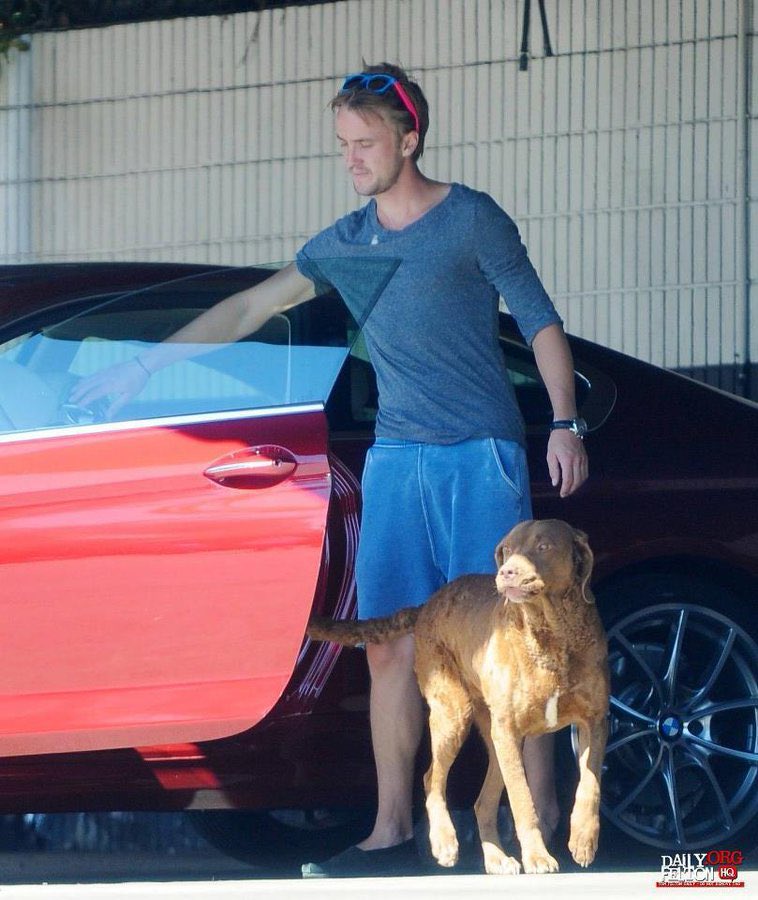 tom felton + dogs : a thread