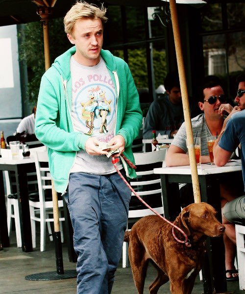 tom felton + dogs : a thread