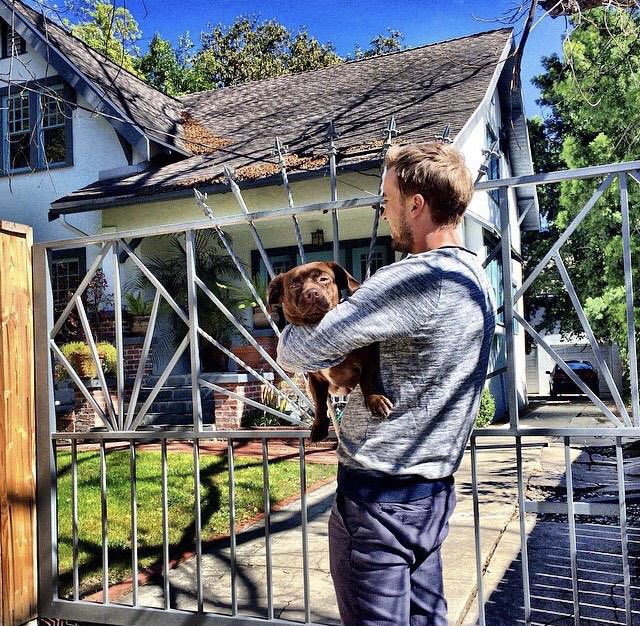 tom felton + dogs : a thread