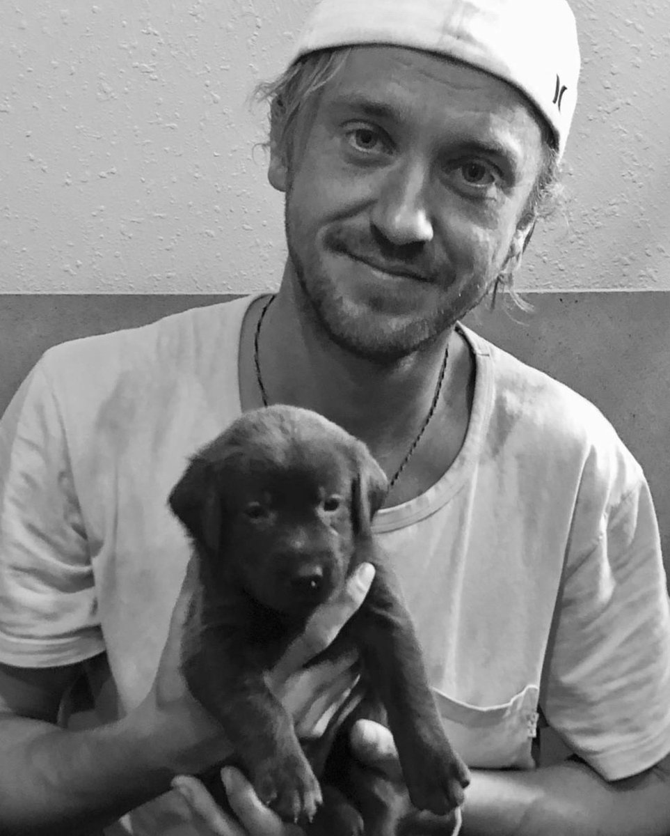 tom felton + dogs : a thread