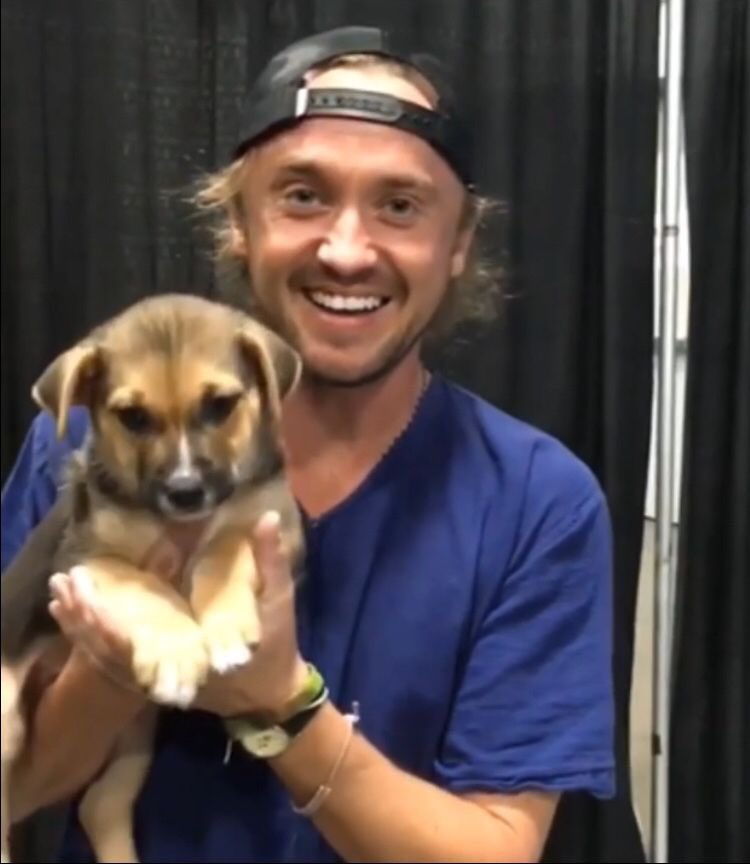 tom felton + dogs : a thread