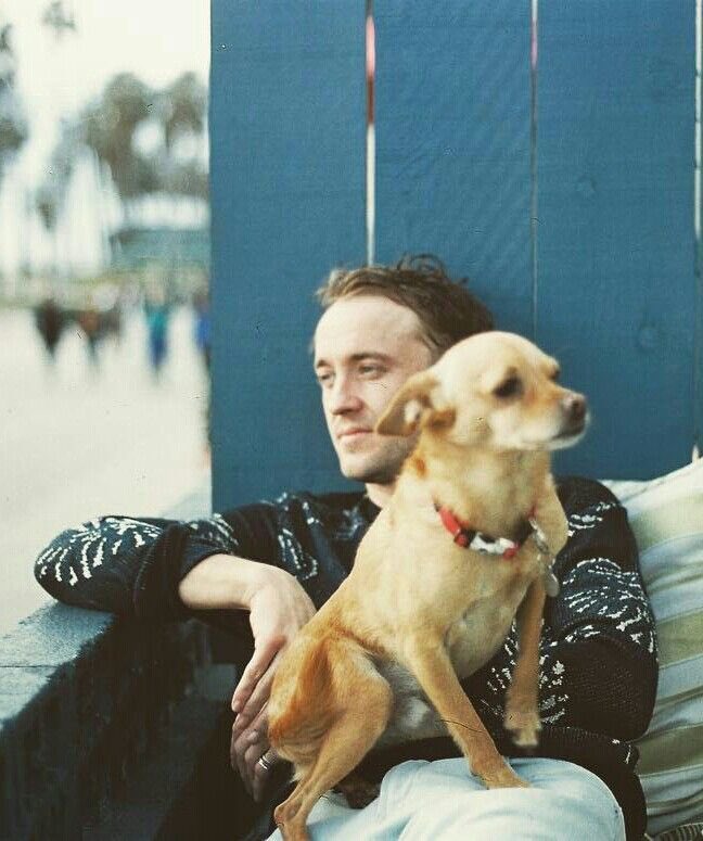tom felton + dogs : a thread