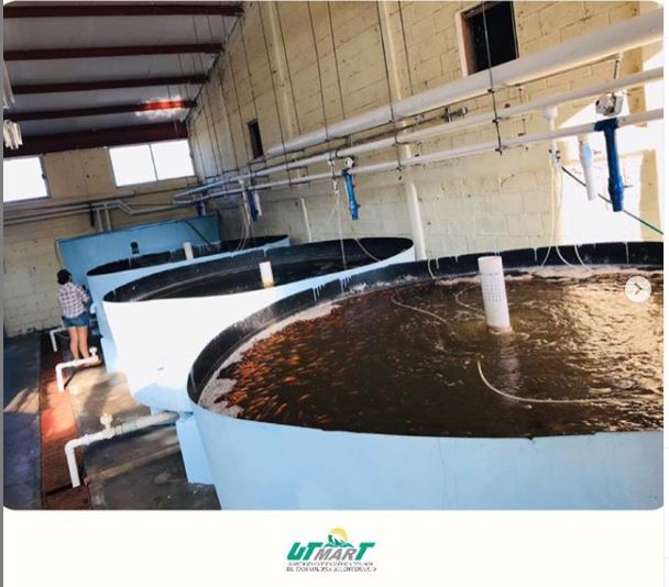 Unidad cuarentenaria de la UTmarT. 🐟 🐠
- Cuando se importa algún organismo de otro país se requiere que pase un periodo de cuarentena para asegurar que no trae un bicho que pudiera afectar a las poblaciones nacionales.
#utmart #acuacultura #lapesca #sotolamarina