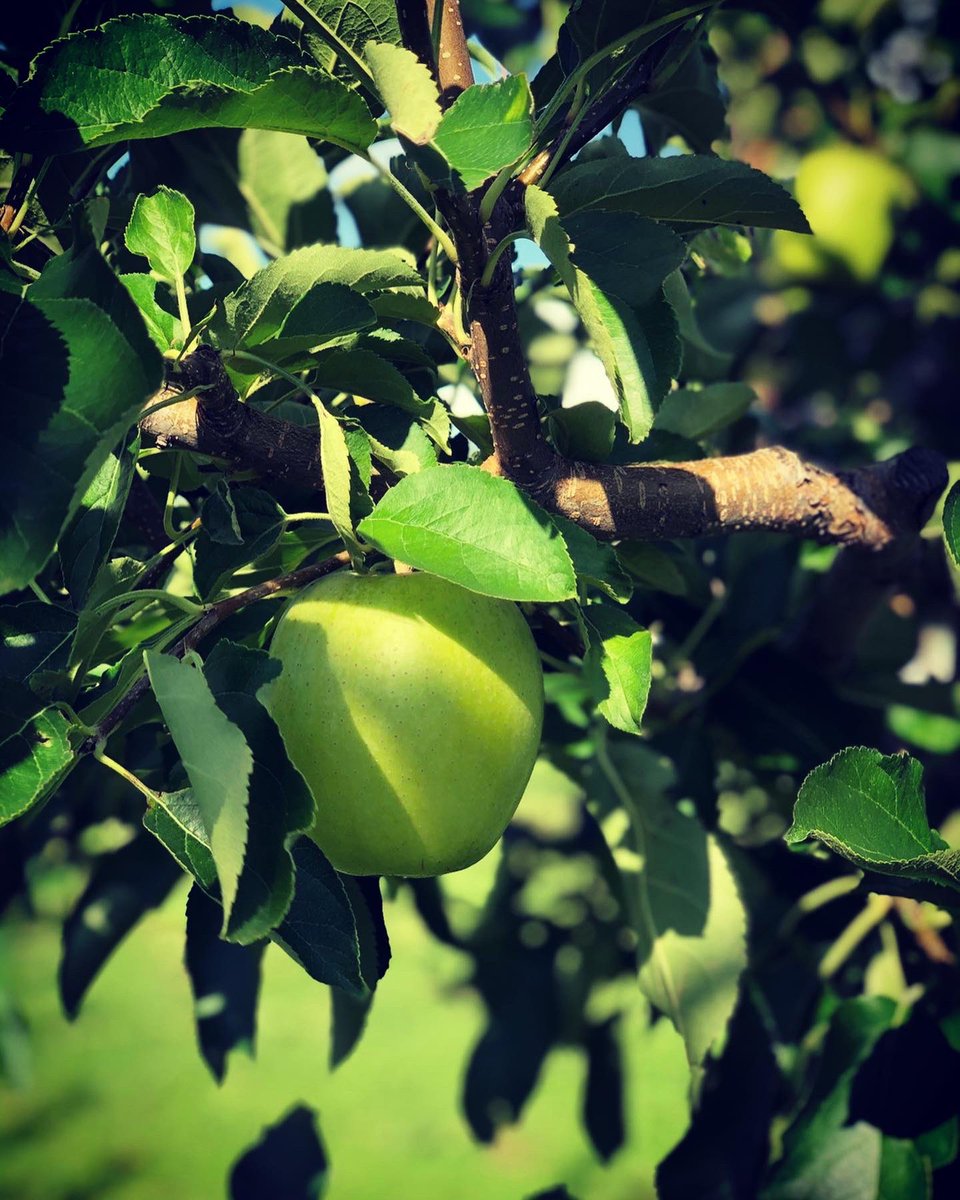 addatoursjapan's tweet photo. Apple Picking🍎🍏
#HirosakiApplePark #applepark #applepicking #fruitpicking #apple #Hiriosaki #Aomori #Japan #travel #trip #JapanTrip #JapanTravel #travelphotography #travelphoto #localtour #visitJapan #AddaToursJapan #りんご公園 #りんご狩り #弘前 #青森 https://t.co/C7ioDmCepn