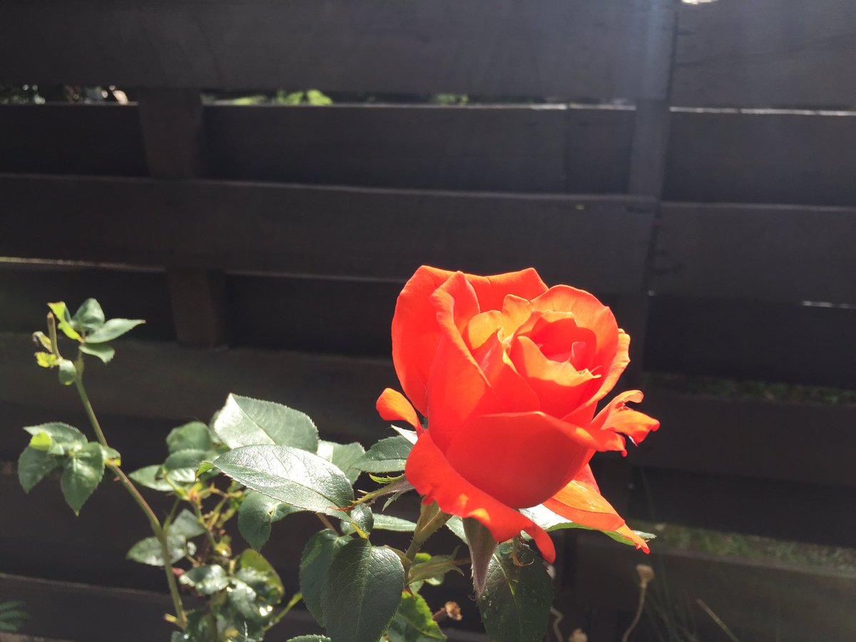 ThatBestHome's tweet photo. Check out this tweet from NW_PalaceChem:
Fenceguard 🌱plant☘️ friendly. #fenceguard #gardening. https://t.co/JMOOG1eQbp https://t.co/eg4VdX6MgF