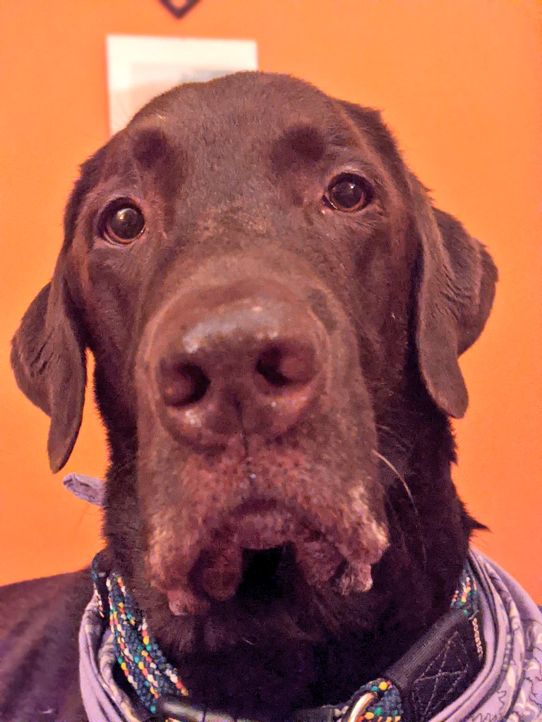 Scott Andrew Collyer tweet media