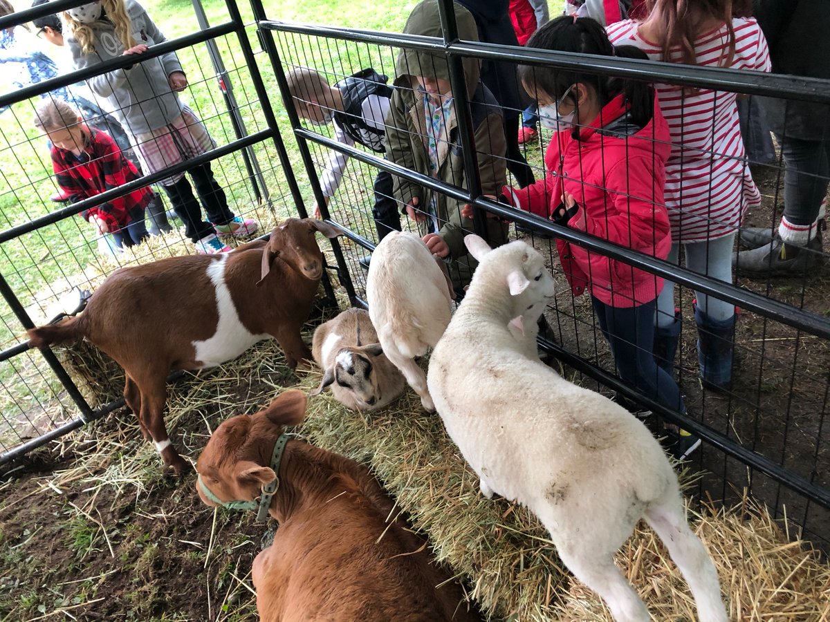 Stenersen students learned all about pumpkins and farm animals today thanks to <a href="/AldorAcres/">Aldor Acres</a>, Steve, Caroline and Lola! Instead of going to the farm, the farm came to us. #Pumpkinpatch #Covid19 #fallfestival #AbbySchools