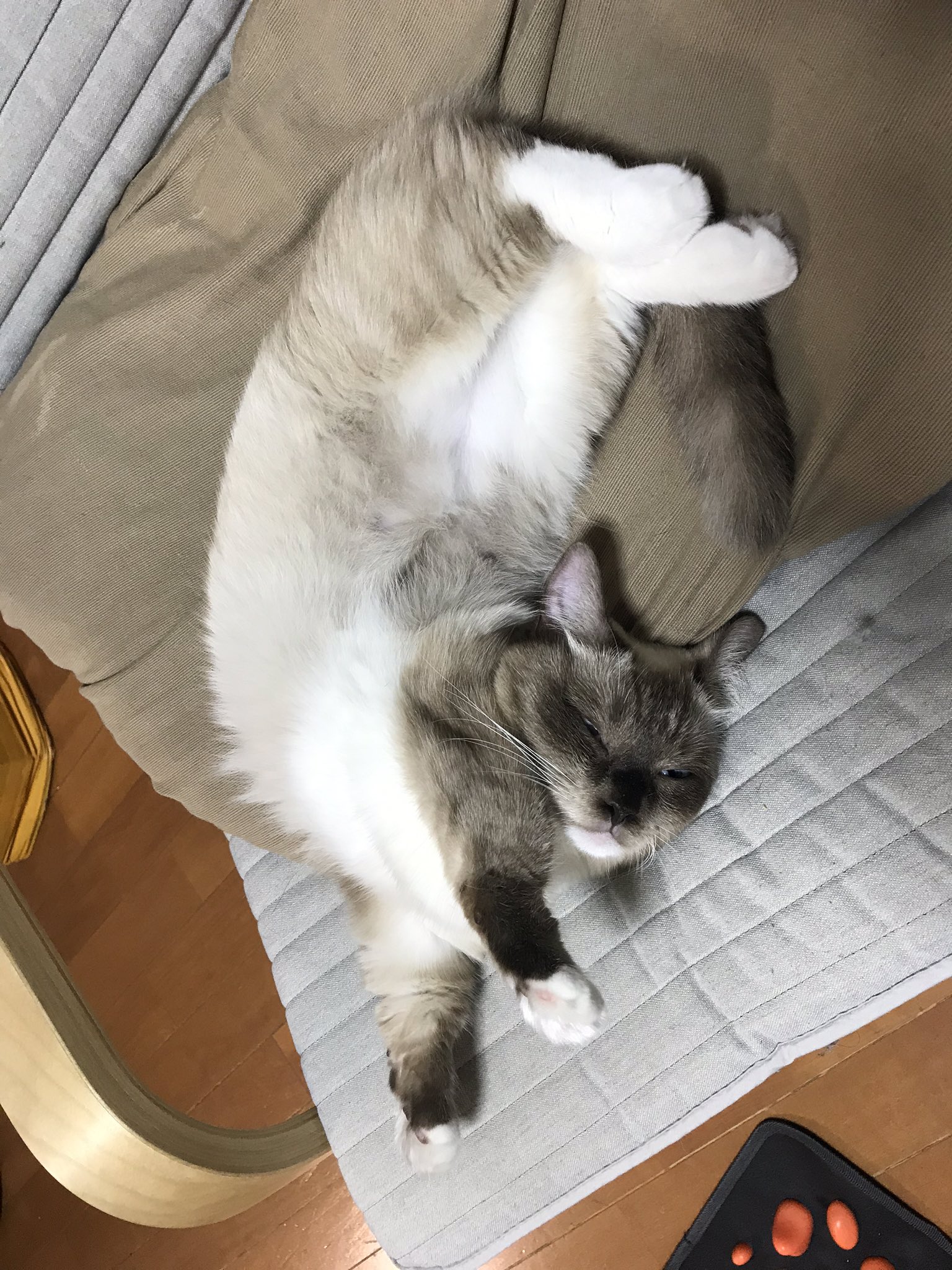 菓子子 On Twitter 寝相も寝顔も可愛いなあ 白目で寝てることも多いけど それはそれで熟睡してんだなって嬉しくなる 猫 猫好きさんと繋がりたい 猫がいる幸せ 猫がいる暮らし とろねこチャレンジ Https T Co Iz5ztimx19 Twitter