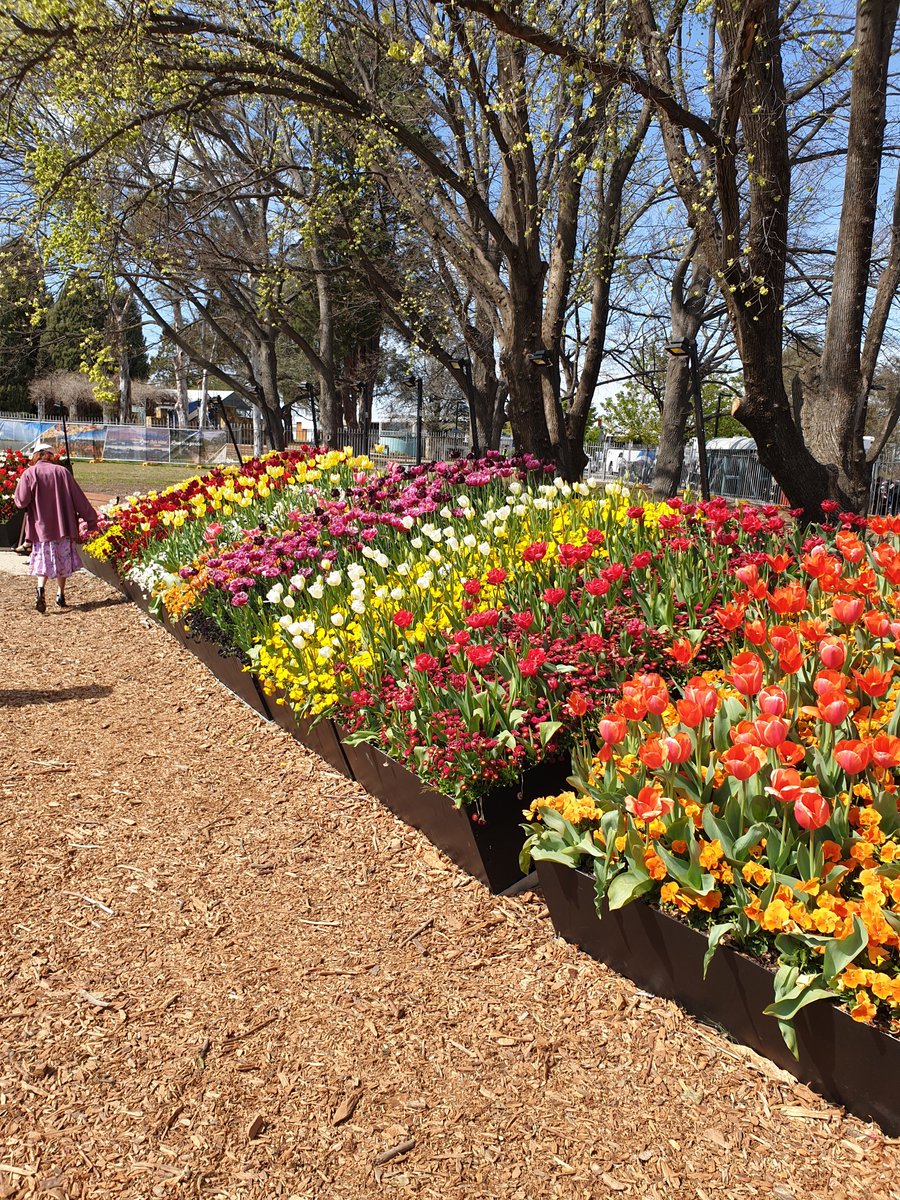 soloconnections's tweet photo. Every year Canberra attracts thousands of visitors to a sea of flowers displayed alongside Lake Burley Griffin.Join us for 7 days of Floriade,the Last Post Ceremony at the Australian War Memorial, life in miniature at Cockington Green,tastes of a local winery &amp; more. 1300 044 444 https://t.co/DOSiCHDNBu