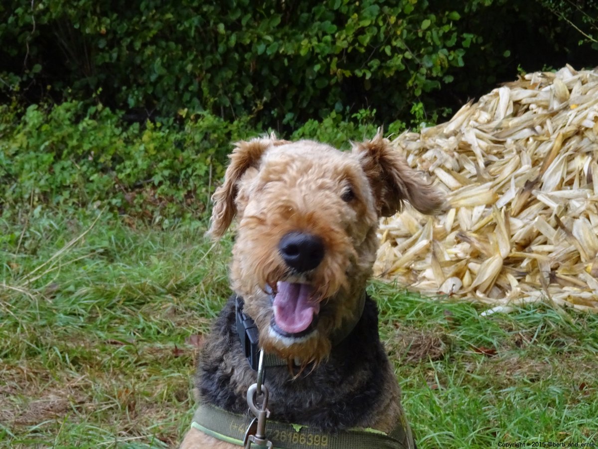 If you like this smile, consider that #Happiness for others is just a retweet away.
dogsarejoy