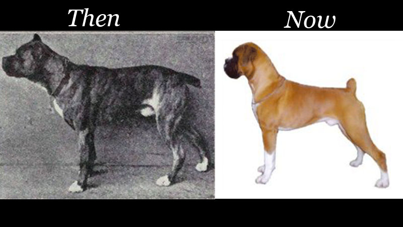 sofiamariesanch's tweet photo. #RHUB305 The negative evolutionary effects of commercial dog breeding and backyard breeding is going to be a big component of my research paper. The then and now picture shows Boxers have shorter faces now which means, they became a brachycephalic breed (have breathing problems). https://t.co/aIW15I8h4f