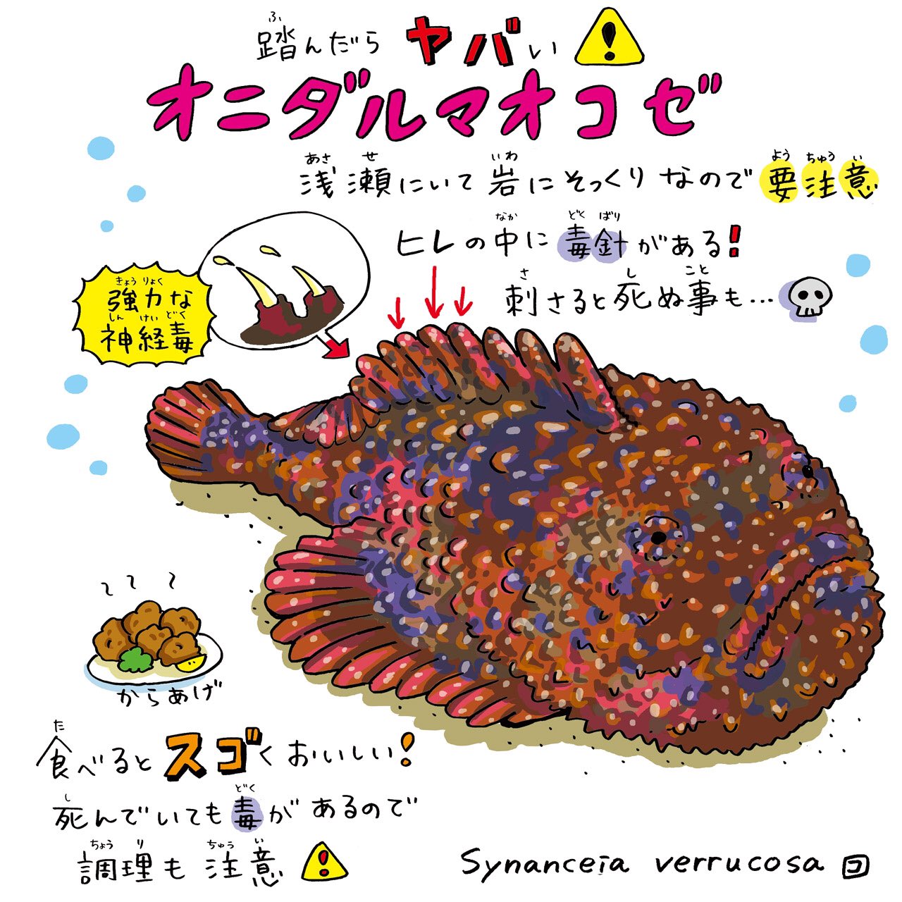 Twitter 上的 コハラアキコ Galapagos スゴヤバ展も今週末まで 私的にはオニダルマオコゼ可愛かった ヒラヒラ泳いでる所見ちゃった スゴくてヤバいいきもの展 T Co Jwcu67gn7a Twitter