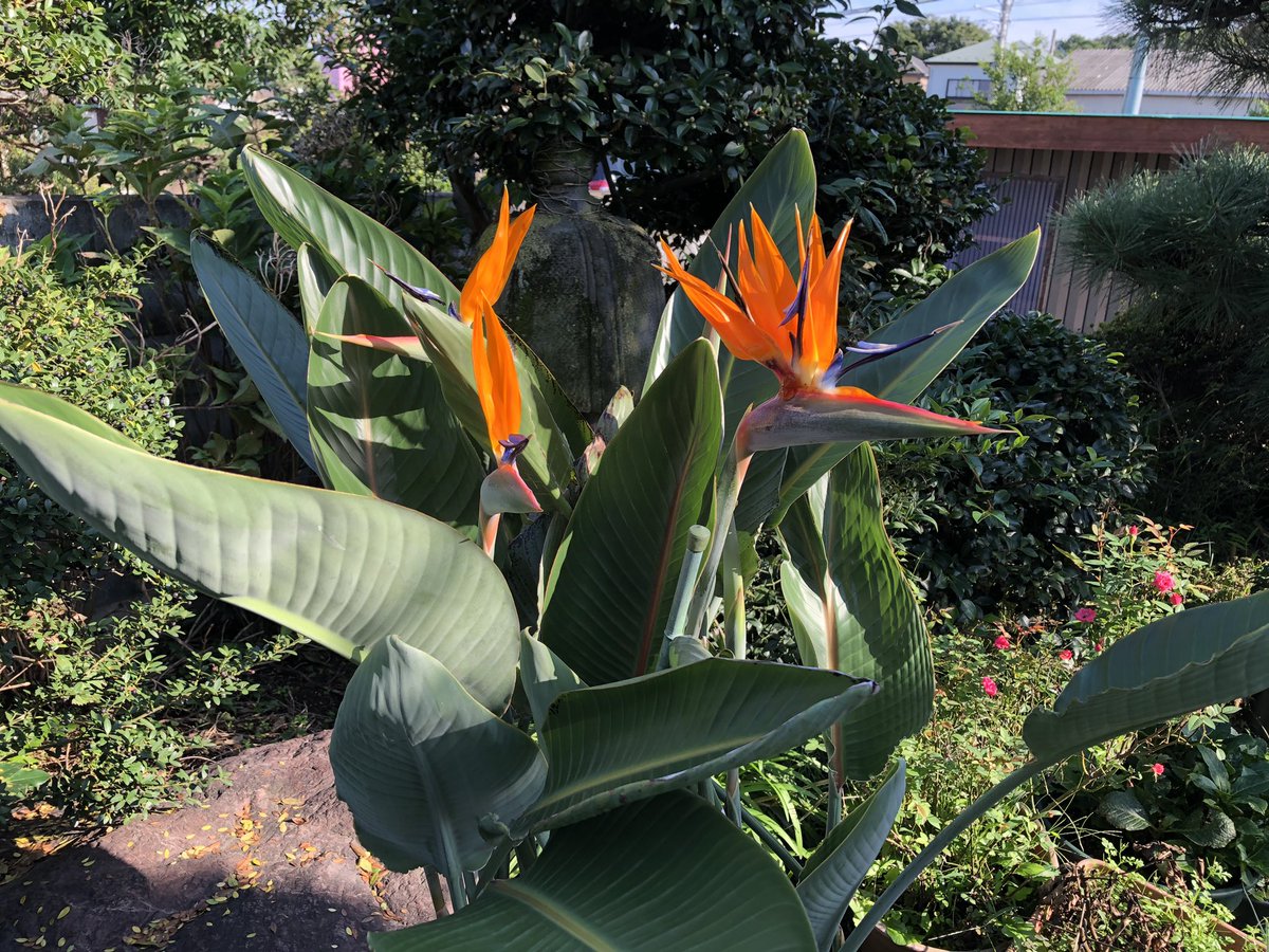 sunapon's tweet image. 今日のランチは、
イオン越谷レイクタウンから
自転車で10分ちょっとの
#手打ちそばやまびこ で、
ロースかつ御膳(おそば大盛り)

そばつゆをチビチビやりながら、カツももぐもぐ。
いやーおいしいですなぁ。
(語彙力が無い)

店の玄関にあったこの花、
蜜がおいしいんだよね。