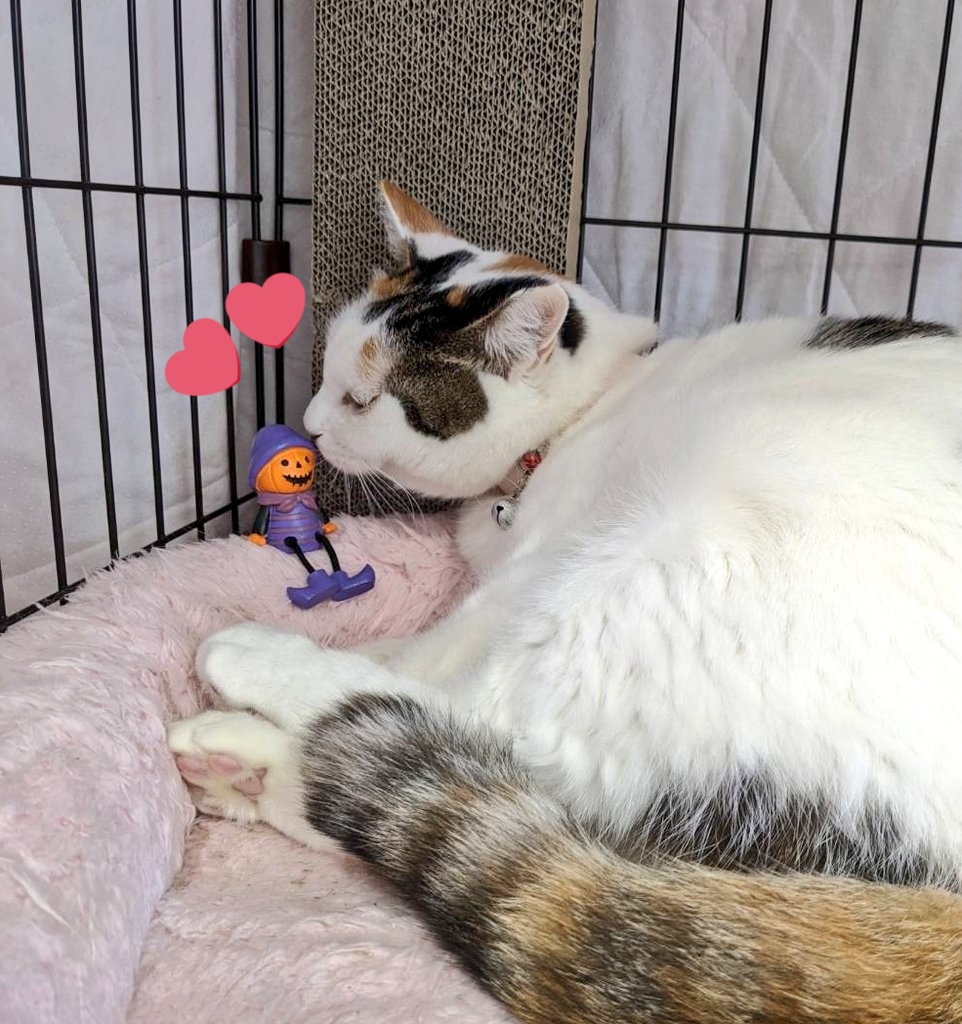 ねこ けん 千葉 支部 支部 千葉 ねこ けん