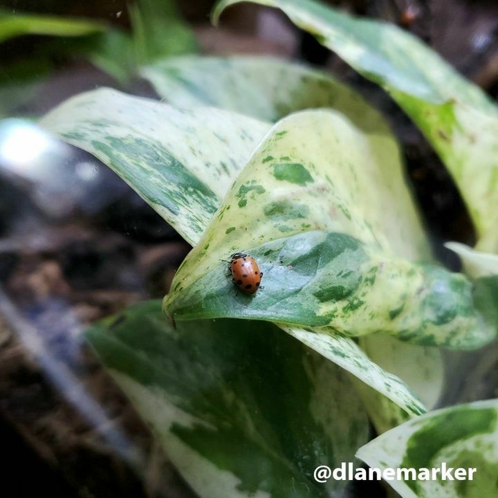 A lady bug on a pothos.
@delainesplantsandplanters
.
.
.
.
.
#seattle #seattlewa #handmade #picoftheday #happy #cute #beautiful #photooftheday #instagood #love #plants #plantsofinstagram #plantsmakepeoplehappy #urbanjungle #plant #houseplantclub #houseplants #indoorplants #p…