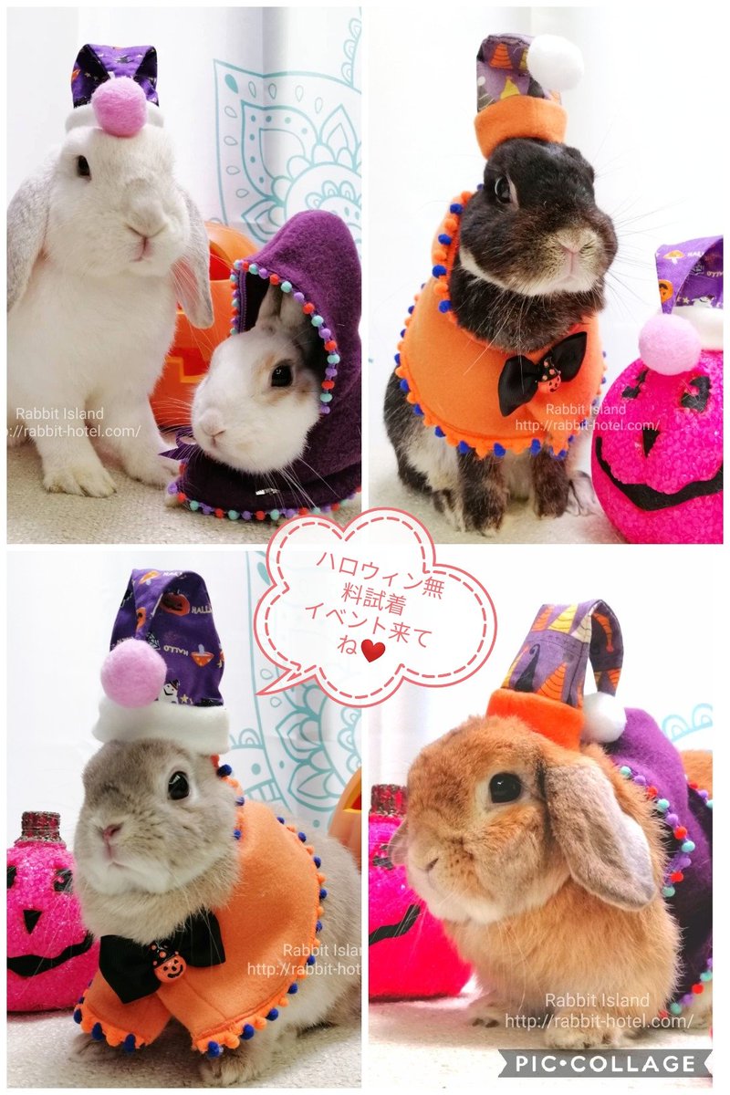 rabbit☆様 専用 【在庫僅少】 htckl.water.gov.my