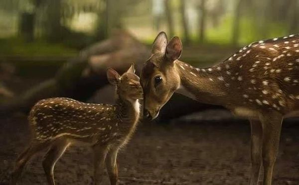 JulietaWarren18's tweet photo. Shoot us with Camera not Guns ❤💕

#WeDontDeserveThisPlanet #BeautyAndTheBeast #animals #birds #Deer #DingGaWithMamamoo
#마마무_딩가딩가 #3YearsOfFlickervaskmeek #Cowboys #Hanbin #Zeke  #NFC 
#ThankYouDoc #MondayMotivation #MondayMorning #LOONA_WHYNOT #MondayMorning #mondaythoug https://t.co/HuVldg5FnI
