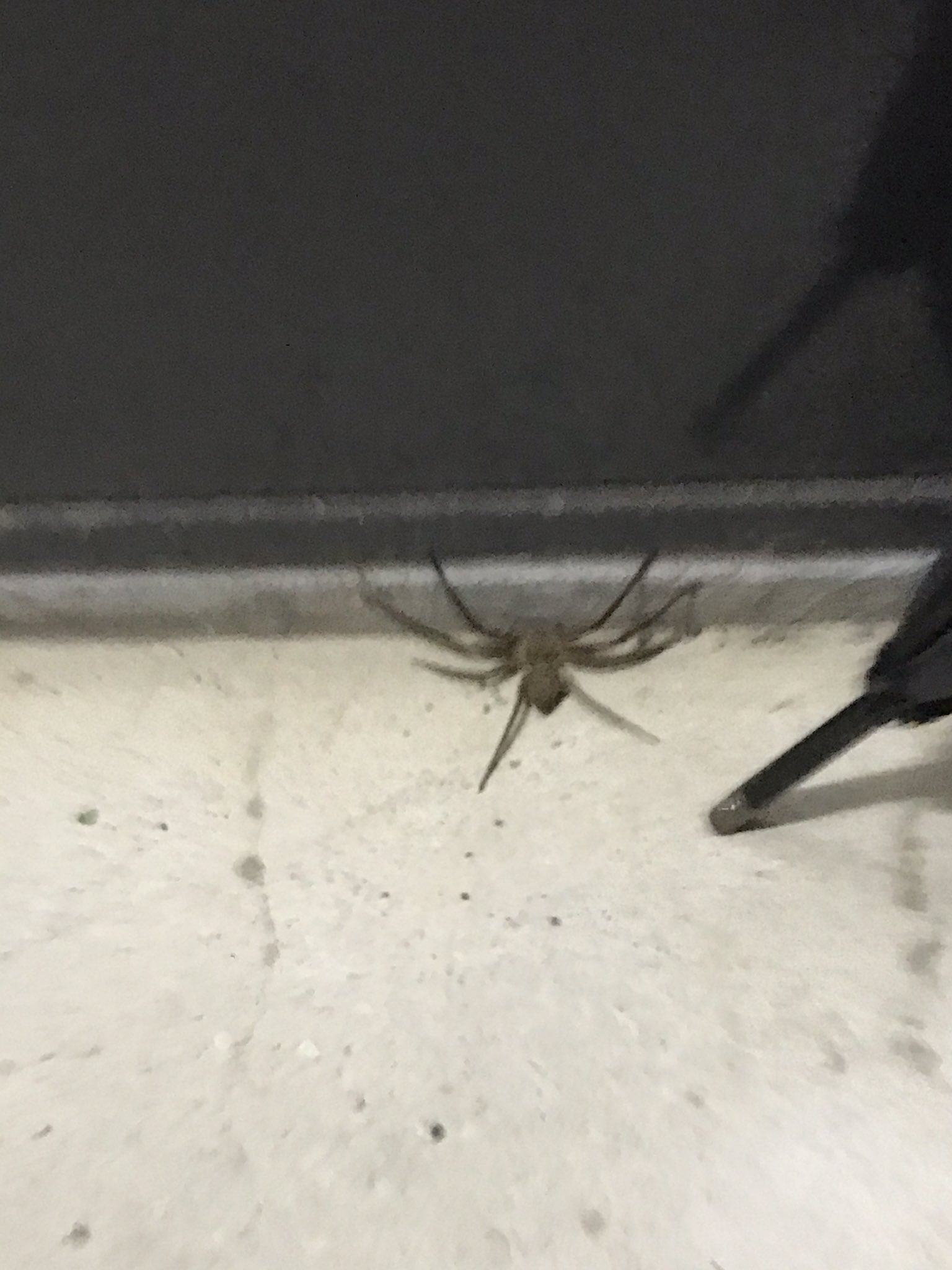 ももんが 助けてください 家の近くに変な蜘蛛がいました この蜘蛛の名前が分かる方いらっしゃいませんか 5 10センチくらいの大きさです こわい 蜘蛛 蜘蛛の名前 昆虫博士 虫に詳しい 虫の名前 T Co Gzqb21feyp Twitter