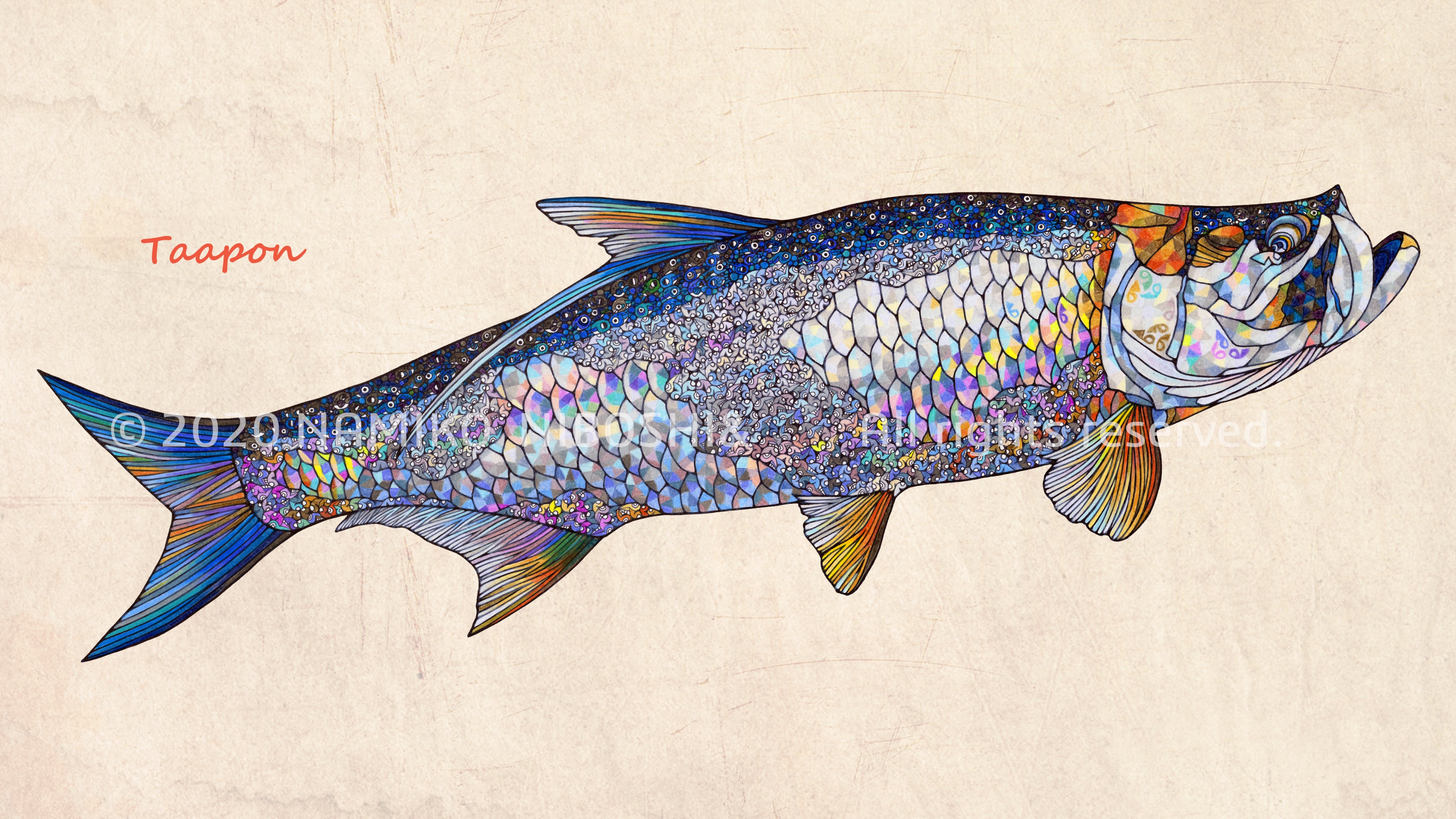 تويتر Namiko Niboshi على تويتر イラスト図鑑 ターポン File217 イラスト 魚 ターポン T Co Mzf5bnhnij