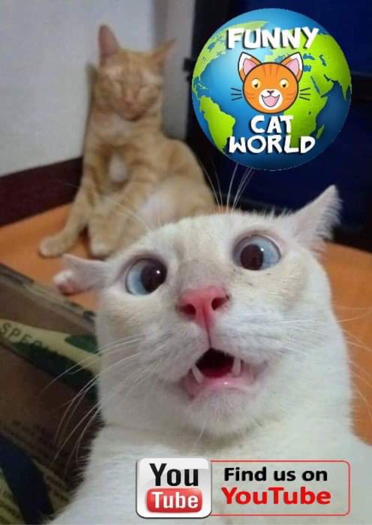 Local young new YouTuber asking to get a mention, so we will 😁
#funnycats #CatsOfTwitter #cats #kittens #catmemes 
youtu.be/ezNS1NBdlzI