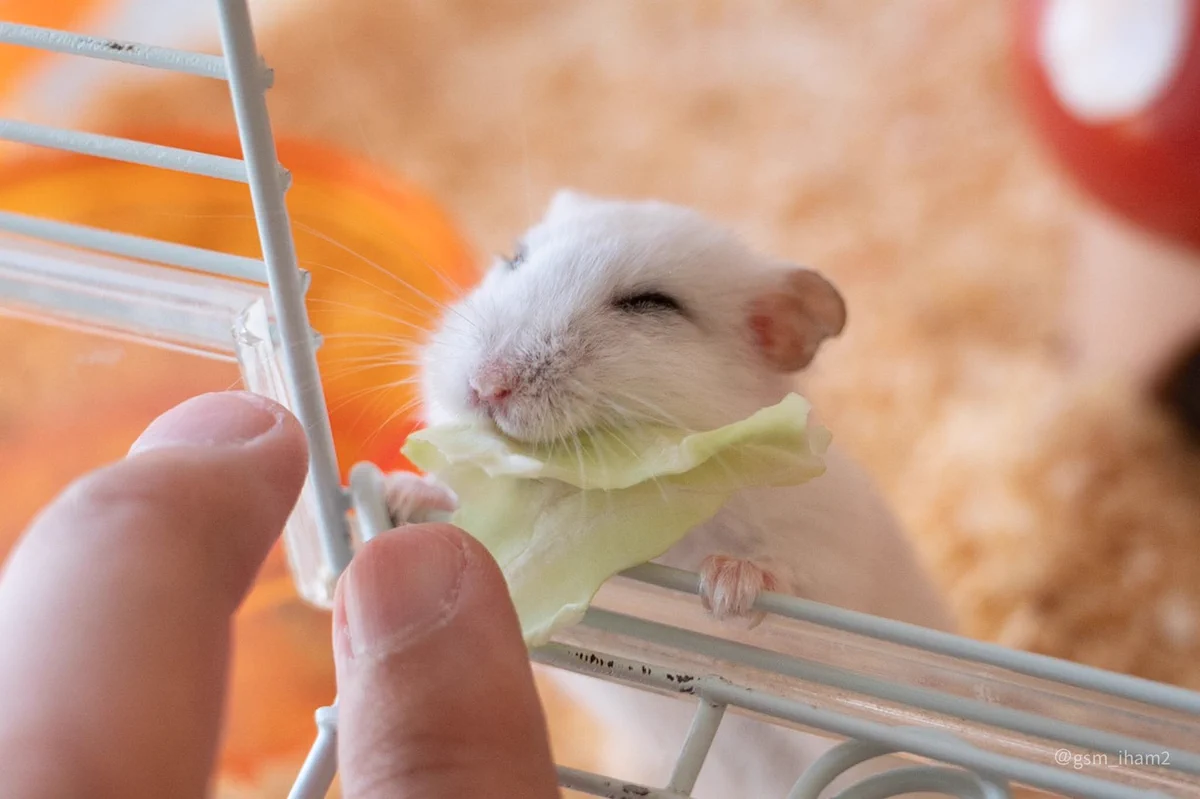 ハムスターの満面の笑みに、癒されるｗｗｗキャベツすらかわいく見えるｗｗｗる