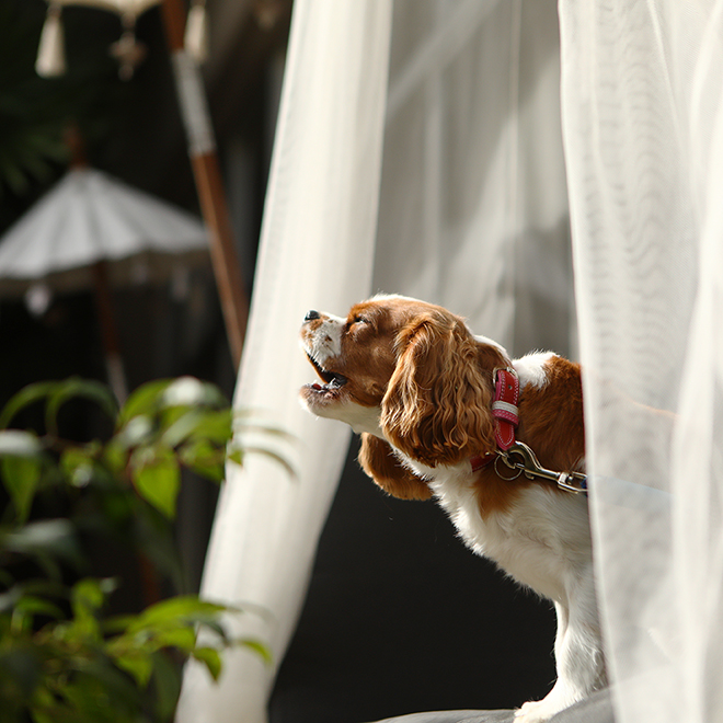 吠える犬 吠える犬