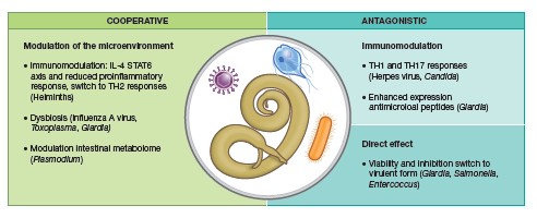 CellMicrobiol's tweet image. Read it more here on Co‐ and #polymicrobial infections in the #gut mucosa: the #host‐#microbiota‐#pathogen perspective. Review by @teresafrisan @UmeaUniversity