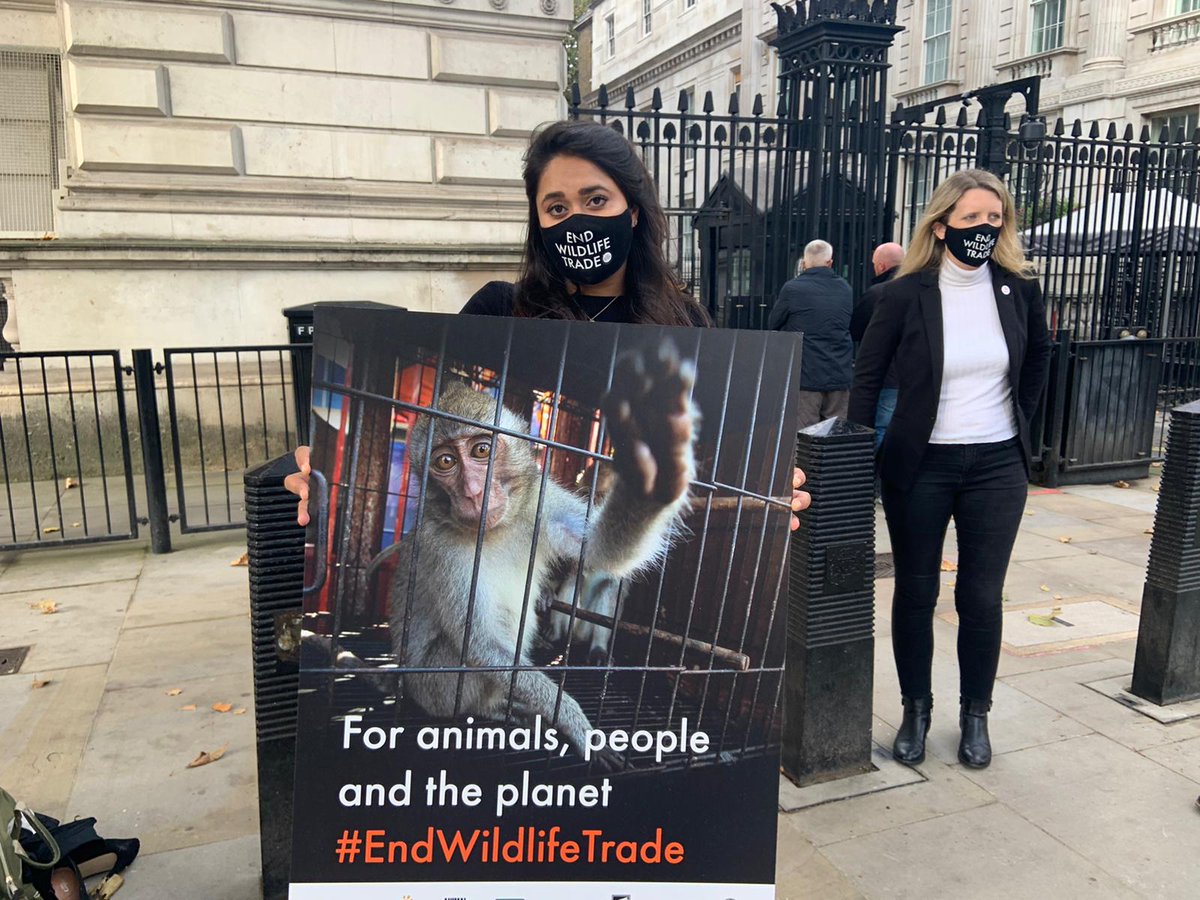 We are at <a href="/10DowningStreet/">UK Prime Minister</a> today to hand in the 165,000+ #petition signatures from UK animal lovers asking to #EndWildlifeTrade