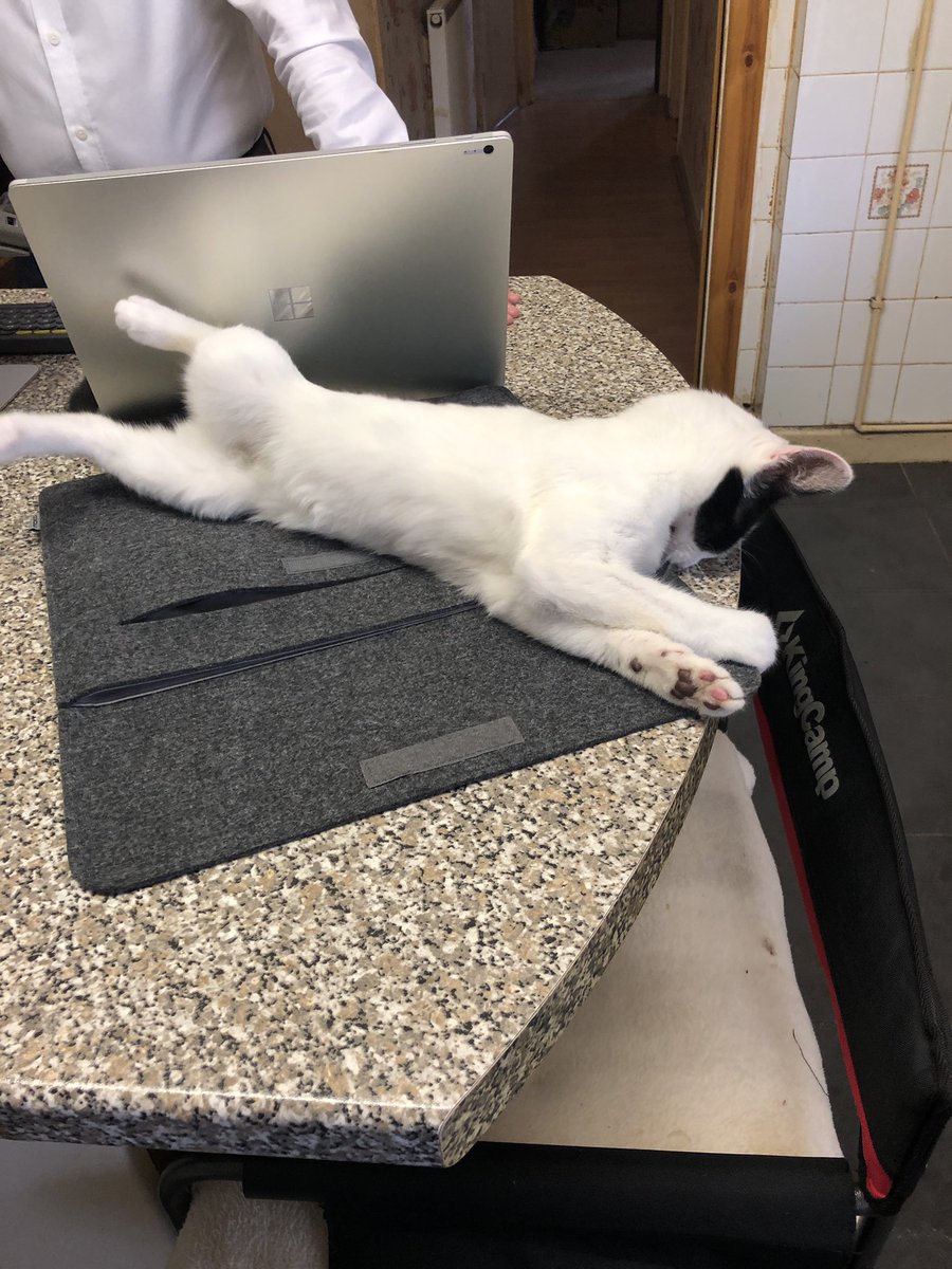 BelleKitty4's tweet photo. Thiz iz mes helping HoomanDaddy at hiz workz. Iz keeping hiz spiritz up az he haz video meetingz after video meetingz. Sometimez I joinz in aswell @TreasuryMog #BelleKitty #coworker https://t.co/sNYyQfB2gR