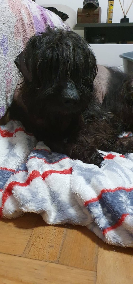 Tierfreunde Pirot tweet media