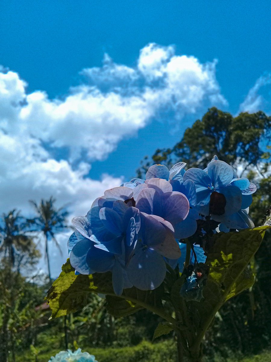 IniRahayu19's tweet photo. Everything belongs to Allah and the will of Allah🕊_

#Grateful🌼 
#ThankYouAllah💙 https://t.co/EssB95W06n