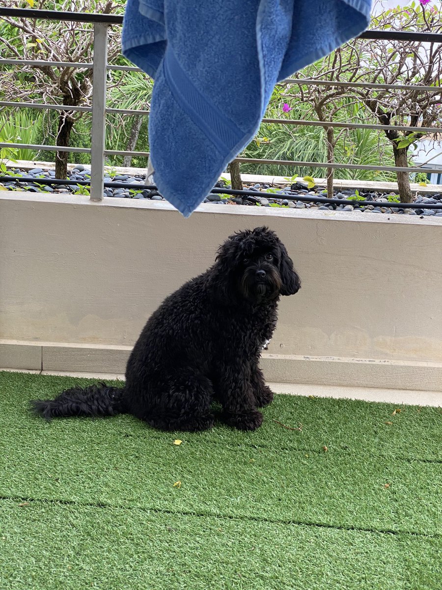 OdinAllbother's tweet photo. 1/2 Pals! There's a problem here. Can any of you guess what it is!? (Answer is in 2/2)......#dogs #dogsoftwitter #Whatsmyproblem https://t.co/TTW8ej2oWz
