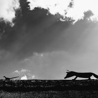 The Ginger Fox tweet media