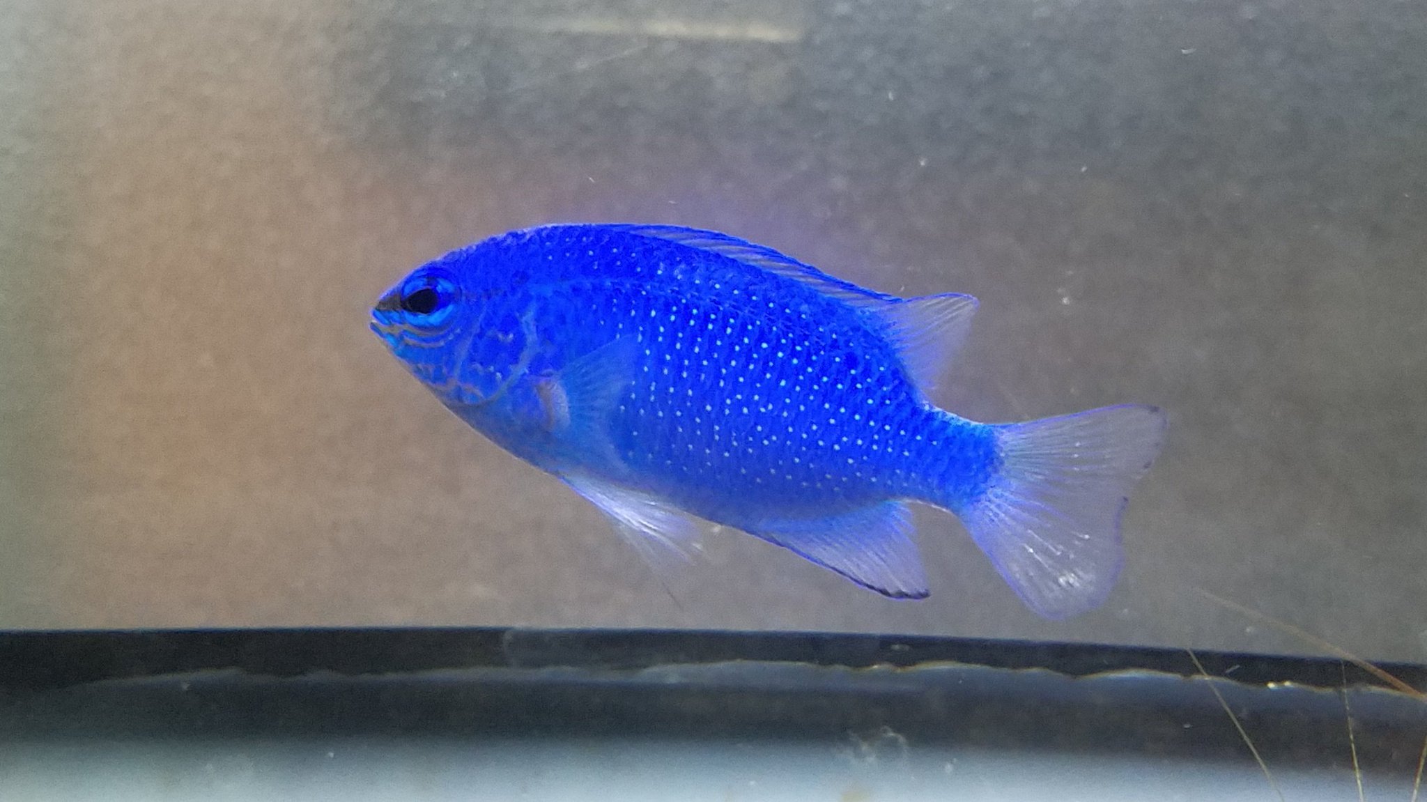 俺が工藤 Di Twitter 淡水熱帯魚にはない青さ あと安いよね 淡水熱帯魚に比べて 0円代だよ 俺が工藤 Di Twitter 淡水熱帯魚にはない青さ あと安いよね 淡水熱帯魚に比べて 0円代だよ