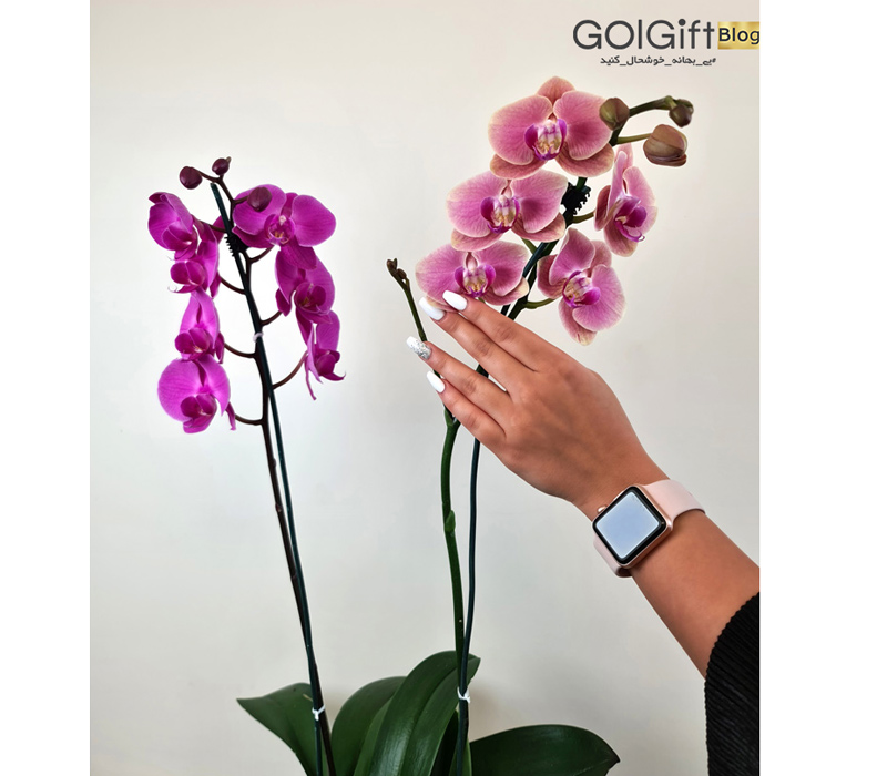 GolGift tweet media