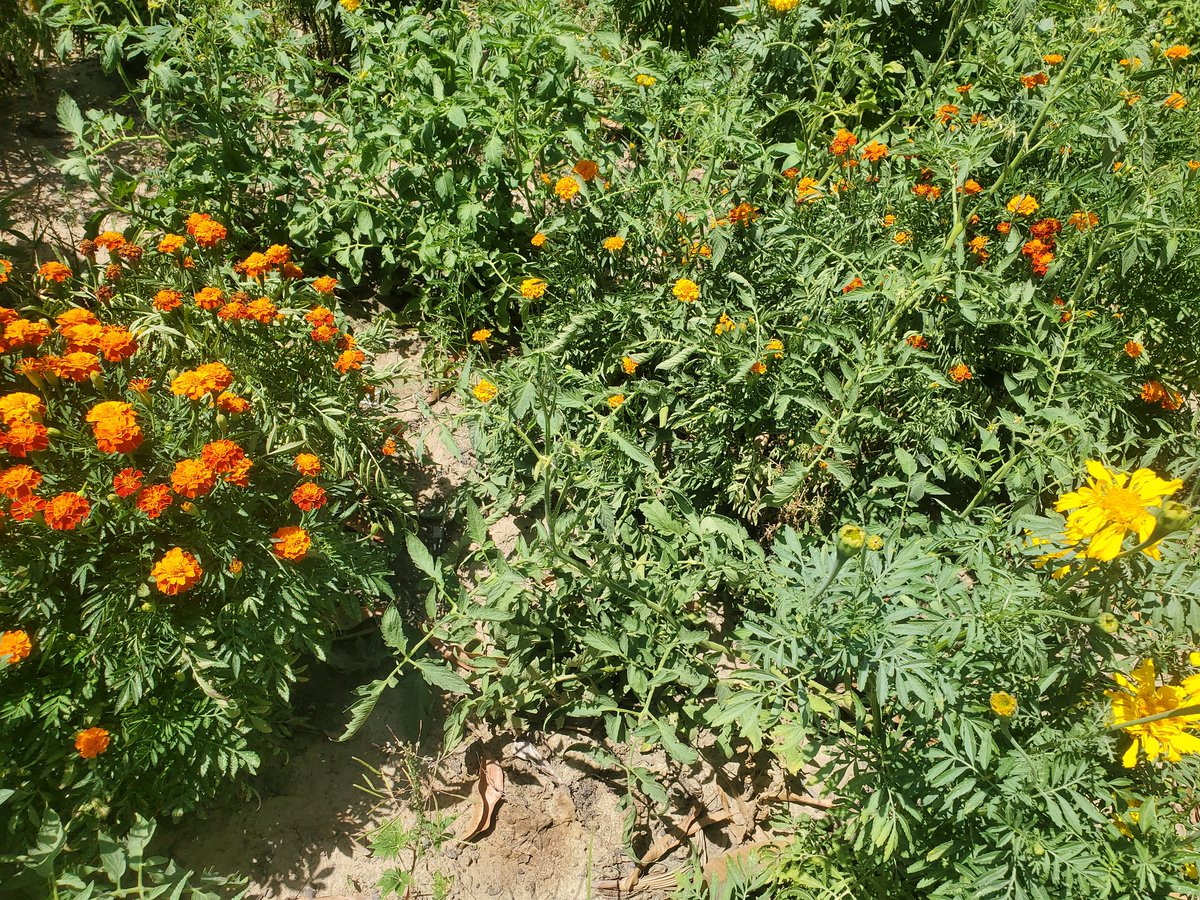 safia_mahamat's tweet photo. Quand les fleurs protègent la tomate, concombre. Notre expérience prouve que la nature est clémente. @agroecologie, @SmartTchad https://t.co/oHlW3SnGYZ