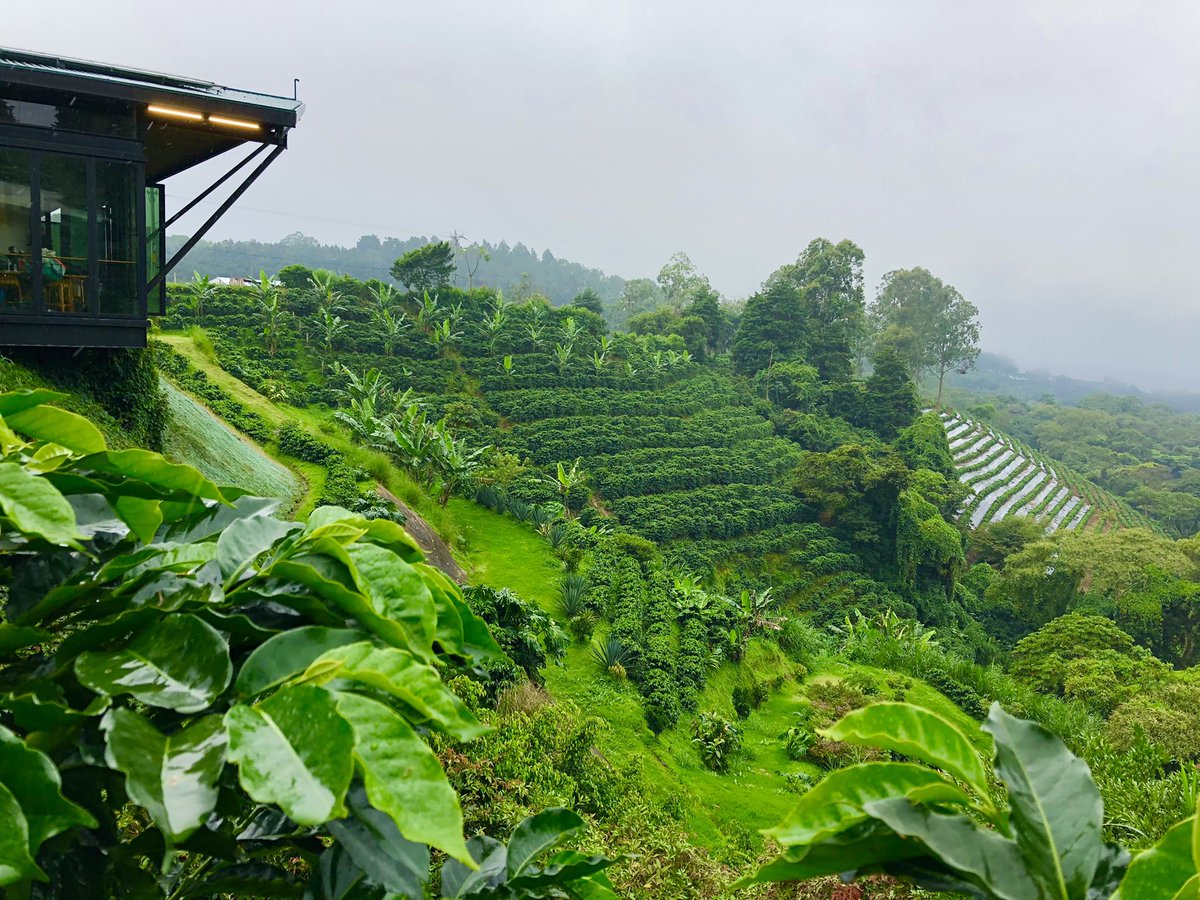MeanderingJared's tweet photo. Plan your own post pandemic Costa Rican adventure today! I’ll gladly help you out at https://t.co/nvkSMYHGpX #junglemist #toucan #starbucks #wildlifepreserve #cigarhaul #centenario25 #newplaces https://t.co/IpPTlbtrek