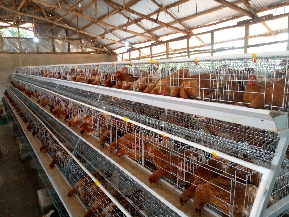 poultrycagesug's tweet photo. You don't need to have abig piece of land to do poultry keep' choose cages today b'se it  Saves space, feeds, improves hygiene and security for your birds .
save the money you're spending onworkers,Just One person is enough to take care of 5,000 birds in a short period of time https://t.co/c75eu7xHMa