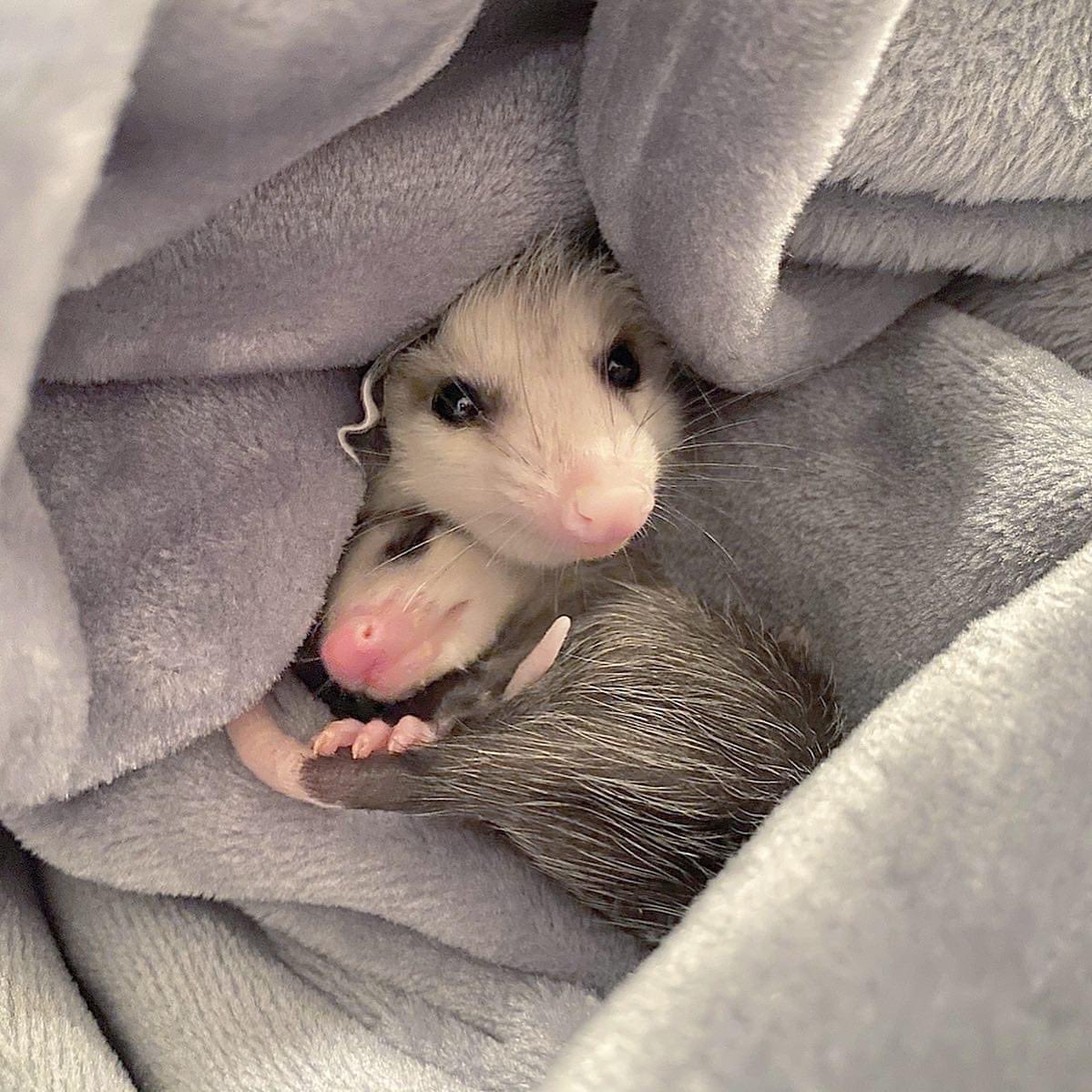 Pocket Possum Auf Twitter Babby Possums The Parent Poss Says Get Some Sleep Tonight If Anxious Think Soft Cozy Thoughts If Lonely Perhaps Snuggle A Soft Friend Or A Blanket Or Pillow