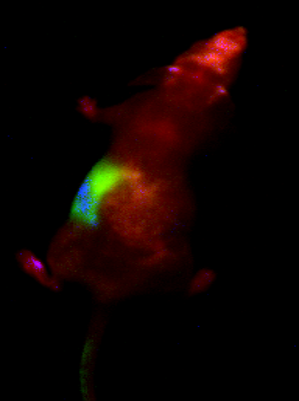 HelmholtzMunich's tweet photo. 🔰Research News🔰

Novel Medical Imaging Approach Unlocks Potential for Improved Diagnosis and Interventions

📕 @NatureChemistry 

👩🏻‍🔬 👨🏼‍🔬 Maly Cosco (@malycat03), @EllenSletten and Oliver Bruns from @PioneerCampus. 

〰️ https://t.co/tXWdXfF17H

#SWIR #SWIRImaging #diagnosis https://t.co/X99mBw04gZ