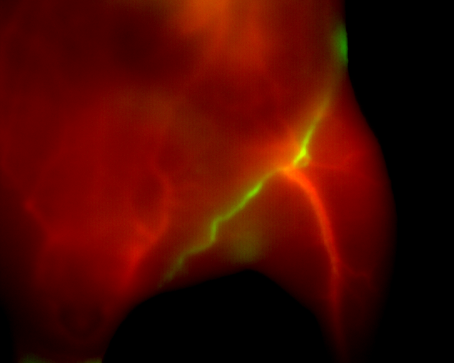 HelmholtzMunich's tweet photo. 🔰Research News🔰

Novel Medical Imaging Approach Unlocks Potential for Improved Diagnosis and Interventions

📕 @NatureChemistry 

👩🏻‍🔬 👨🏼‍🔬 Maly Cosco (@malycat03), @EllenSletten and Oliver Bruns from @PioneerCampus. 

〰️ https://t.co/tXWdXfF17H

#SWIR #SWIRImaging #diagnosis https://t.co/X99mBw04gZ