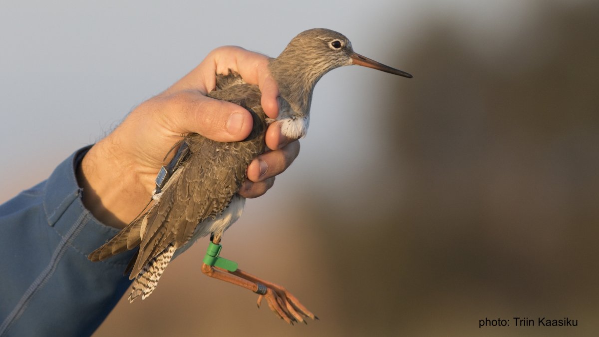 For example, how far from the high tide roosting sites do  #waders go for foraging in the mudflats at low tide? #ornithology  #shorebirds