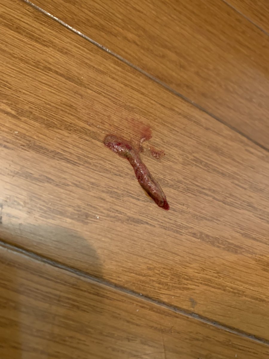 _transam's tweet image. 家に帰ると廊下にこんなものが…
これは何?😳💦
どなたか心当たりないですか…?😭
現在4ニャンいるのですが留守から帰るとこれだったので…全くわからず…
※グロ注意
#ねこ