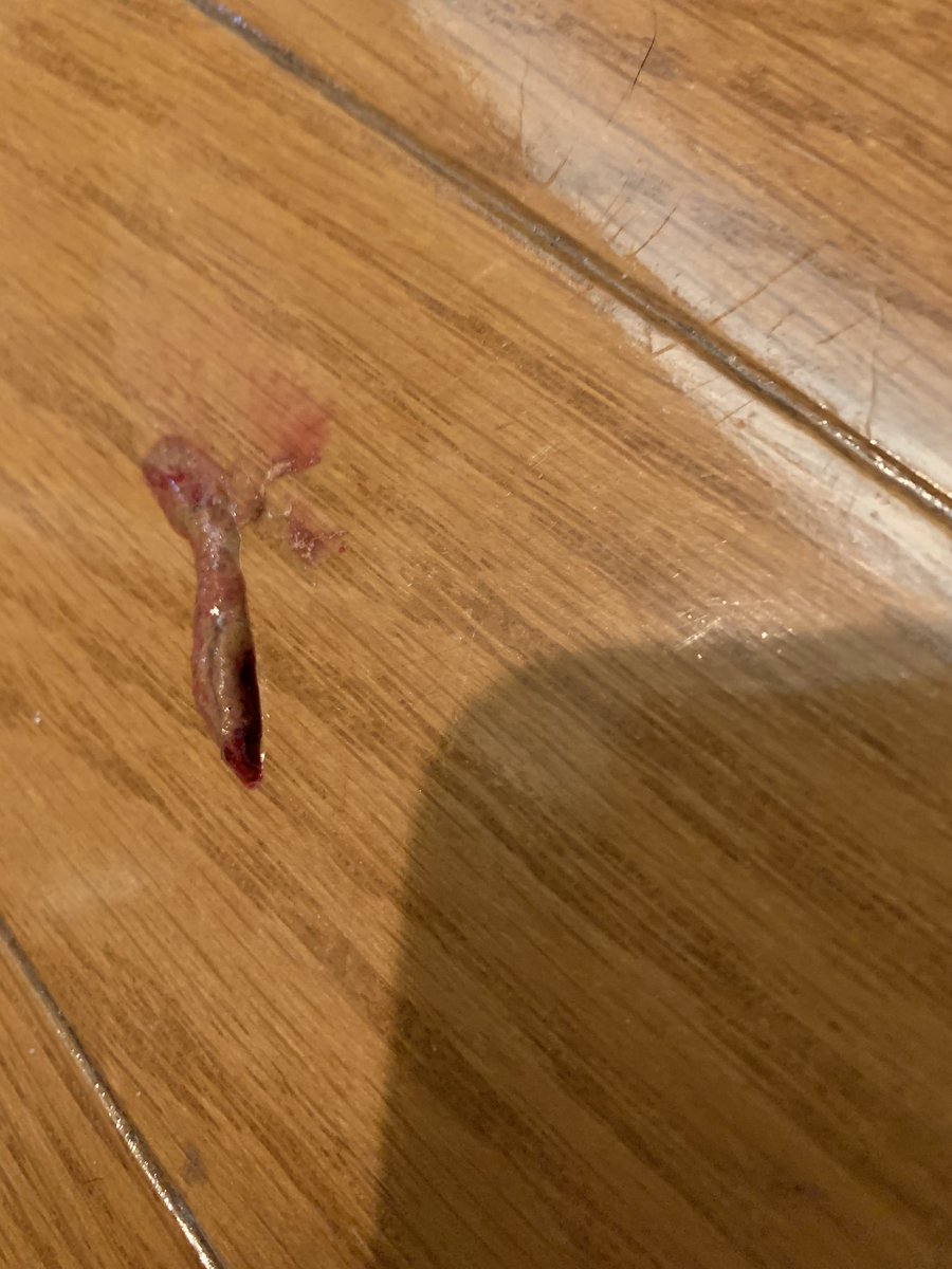 _transam's tweet image. 家に帰ると廊下にこんなものが…
これは何?😳💦
どなたか心当たりないですか…?😭
現在4ニャンいるのですが留守から帰るとこれだったので…全くわからず…
※グロ注意
#ねこ