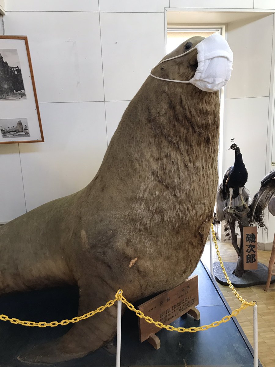 アザラシの剥製 アザラシの剥製