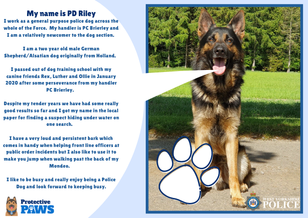 protectivepaws's tweet photo. Handsome PD Riley is eager to be the next brave Police Dog introduced. PD Riley is one of the younger members of the team but is highly effective when stopping people committing crime. Please welcome him to #Protectivepaws #dogs #policedogs #westyorkshirepolice https://t.co/zqSFvLsH1H