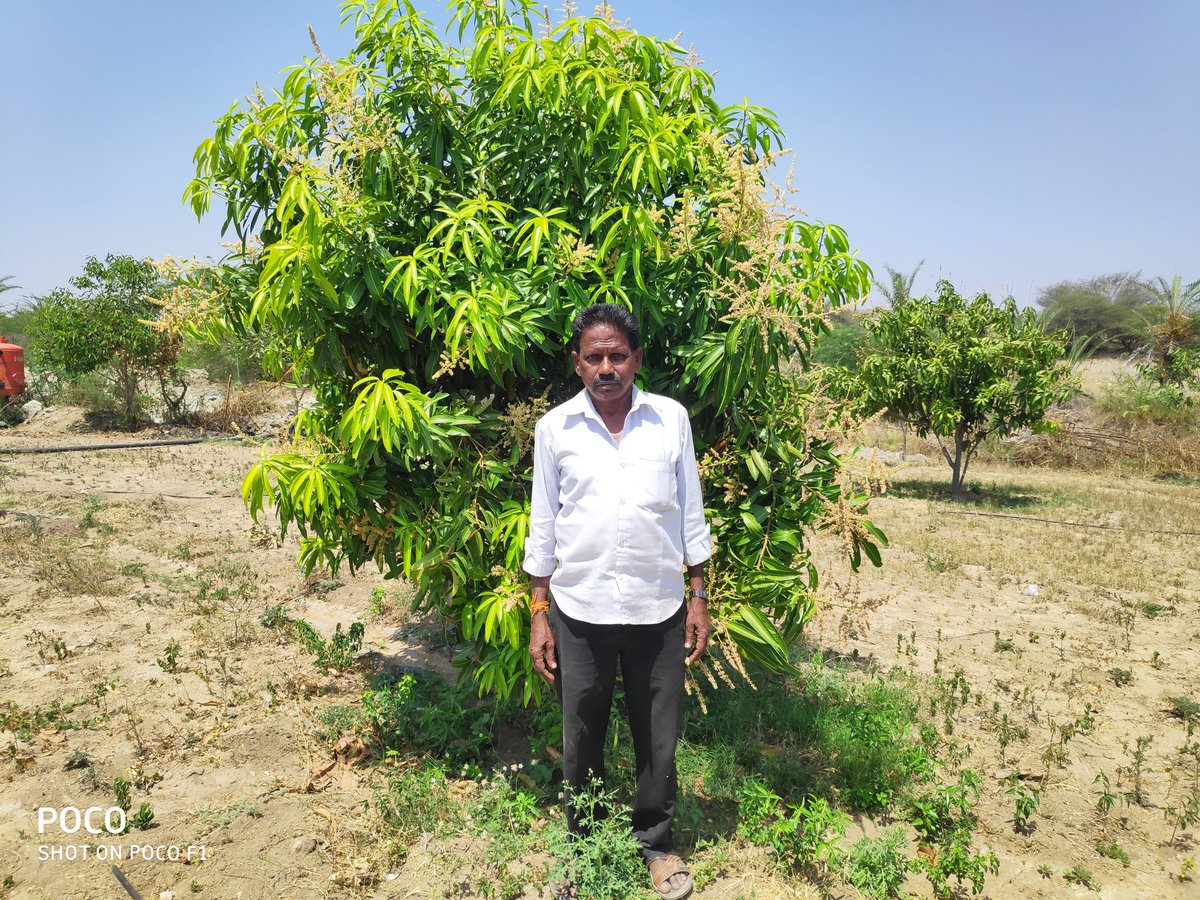 Meet Eshwariah of Kadiri village (Anantapur district) grows crops and various vegetables on his land to meet his family's daily needs. In 2015 we planted 650 mango saplings under the Agroforestry project on his land. He sold 1.5 tons of mango in the year 2018, & 6 tons in 2019 https://t.co/TUCEya94Zx
